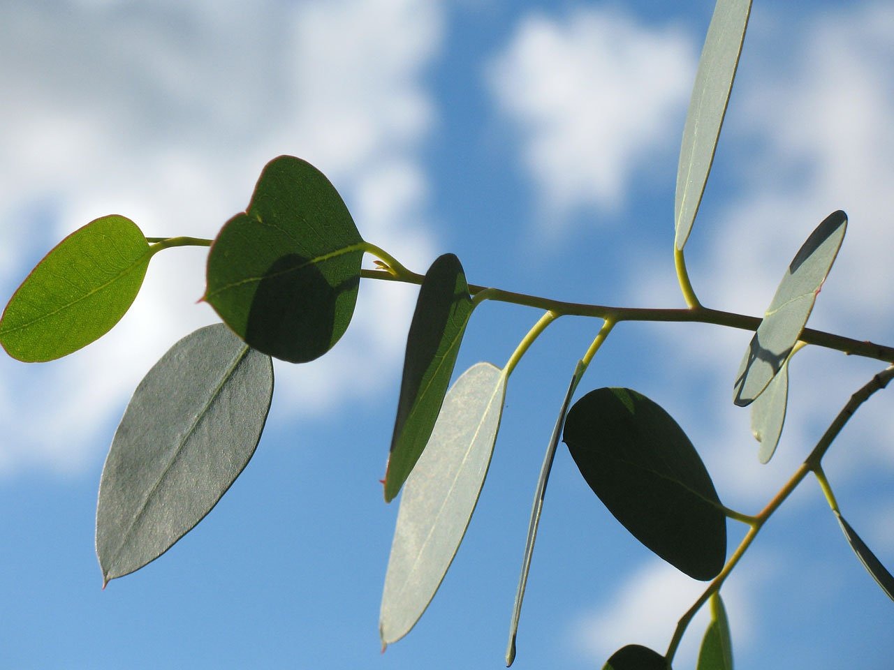 Eucalyptus Eucalyptus tencel vegan dekbed