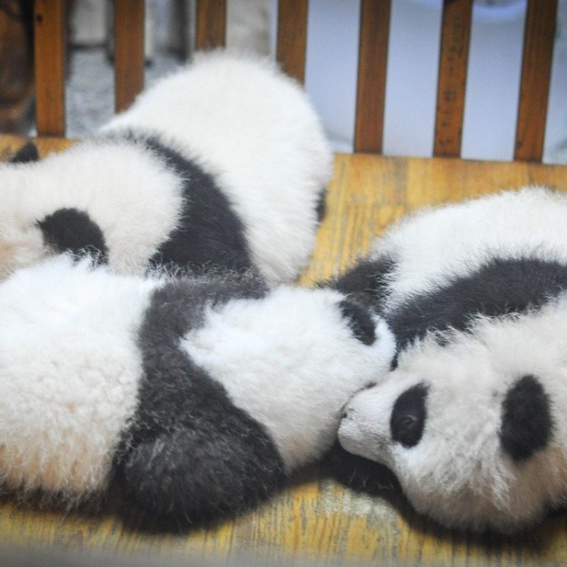 panda slapend 800x800 1 panda-slapend-800x800