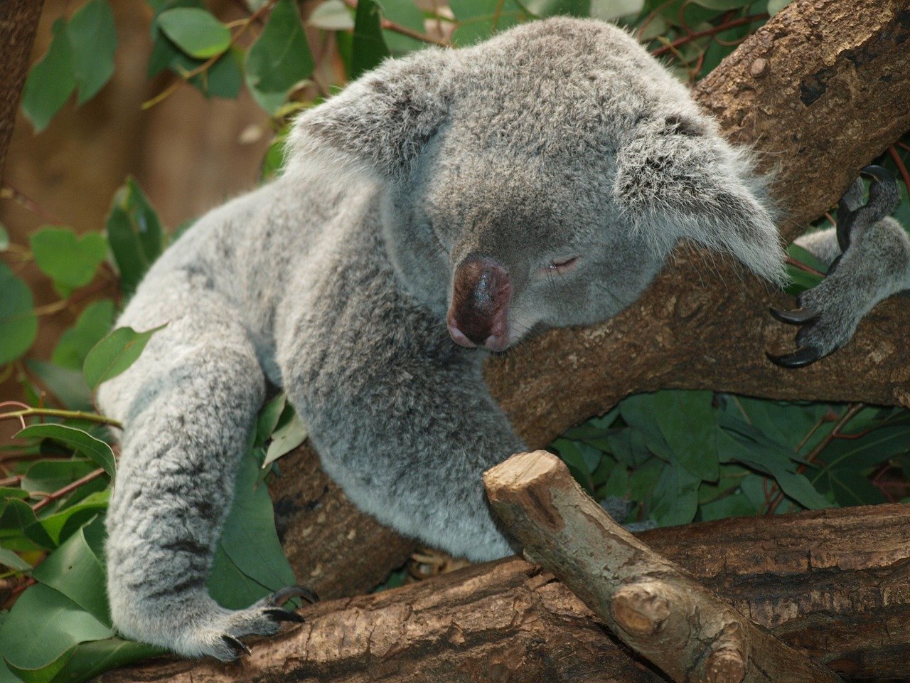 koala slapend koala-slapend