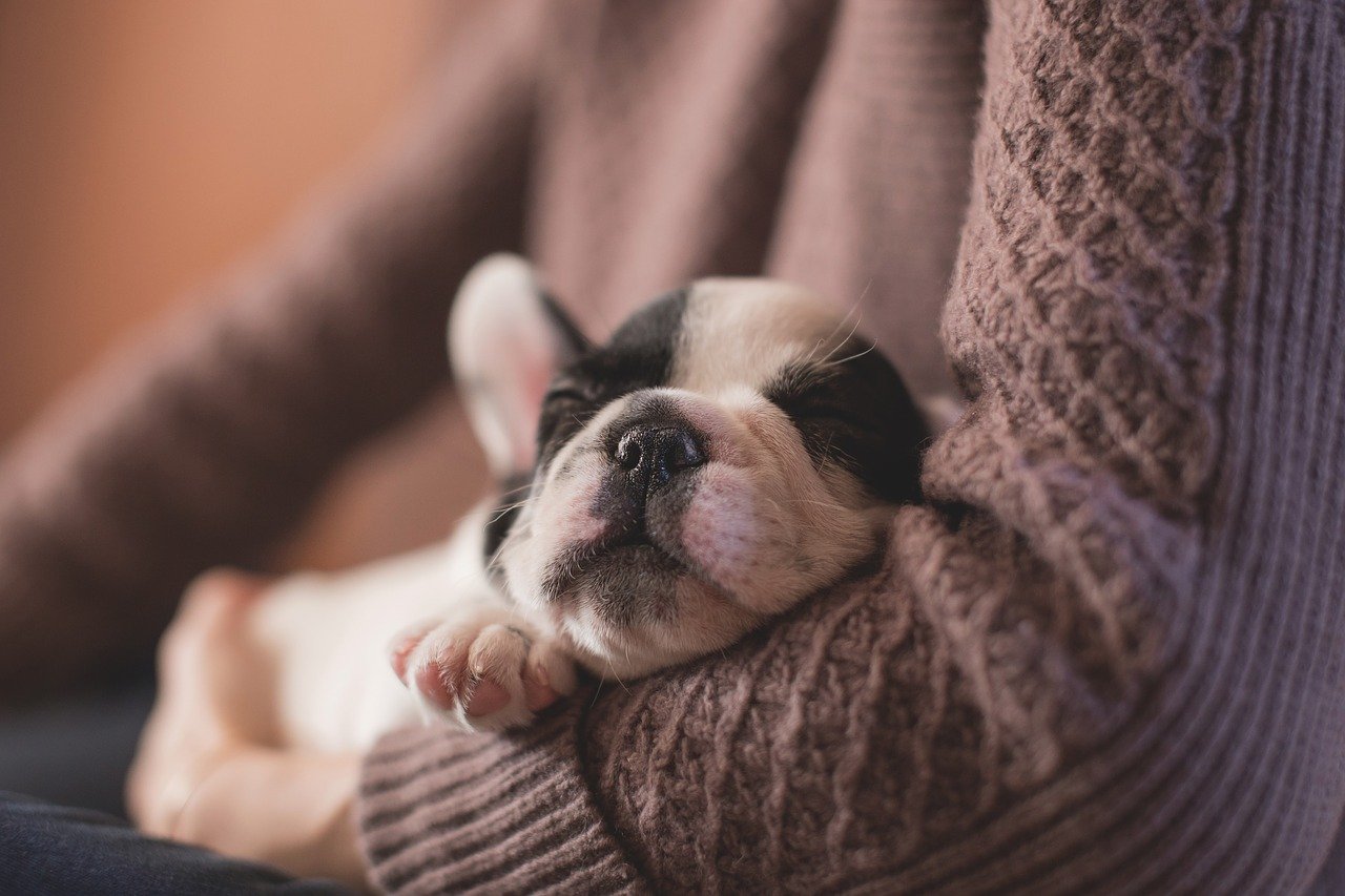 slapend hondje slapend-hondje