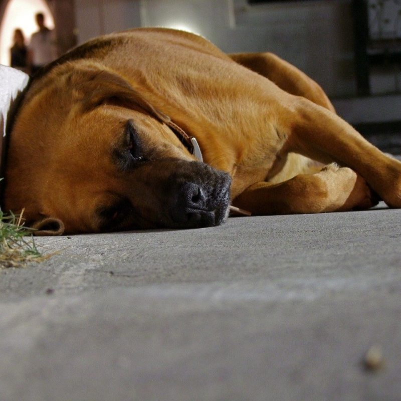slapen op zij hond slapen-op-zij-hond stoppen met snurken