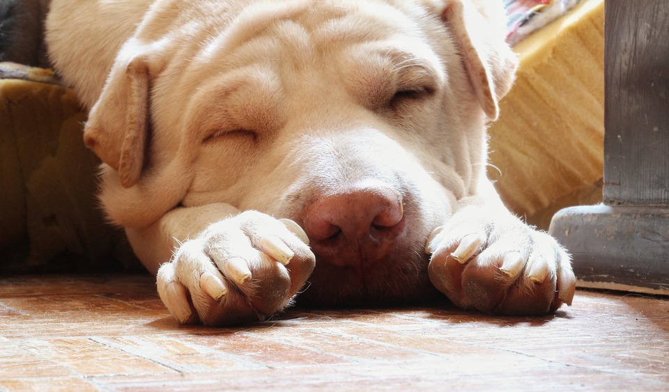 Slapende hond Slapende-hond