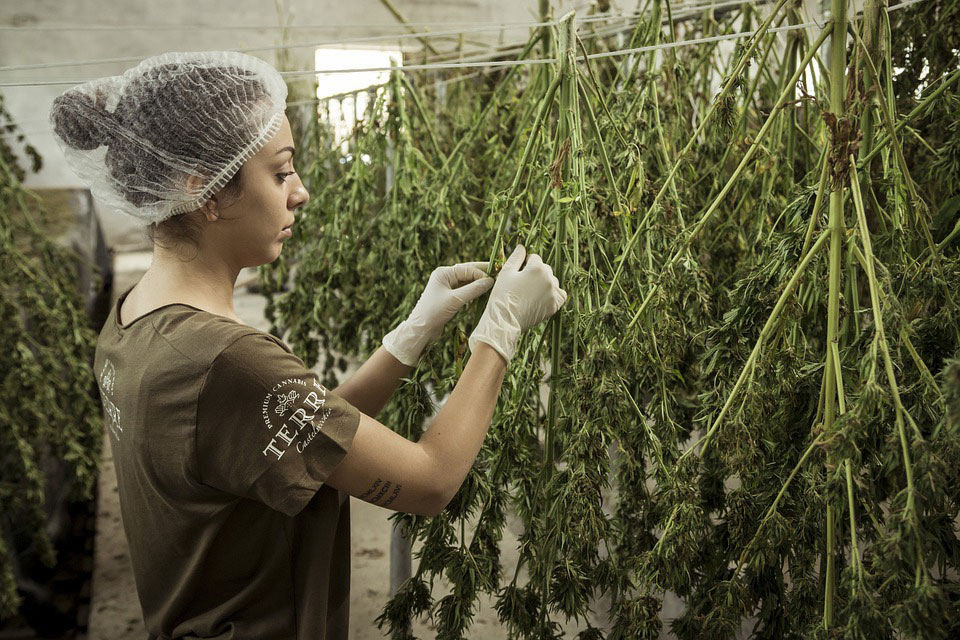 cbd olie snijden cbd-olie-snijden