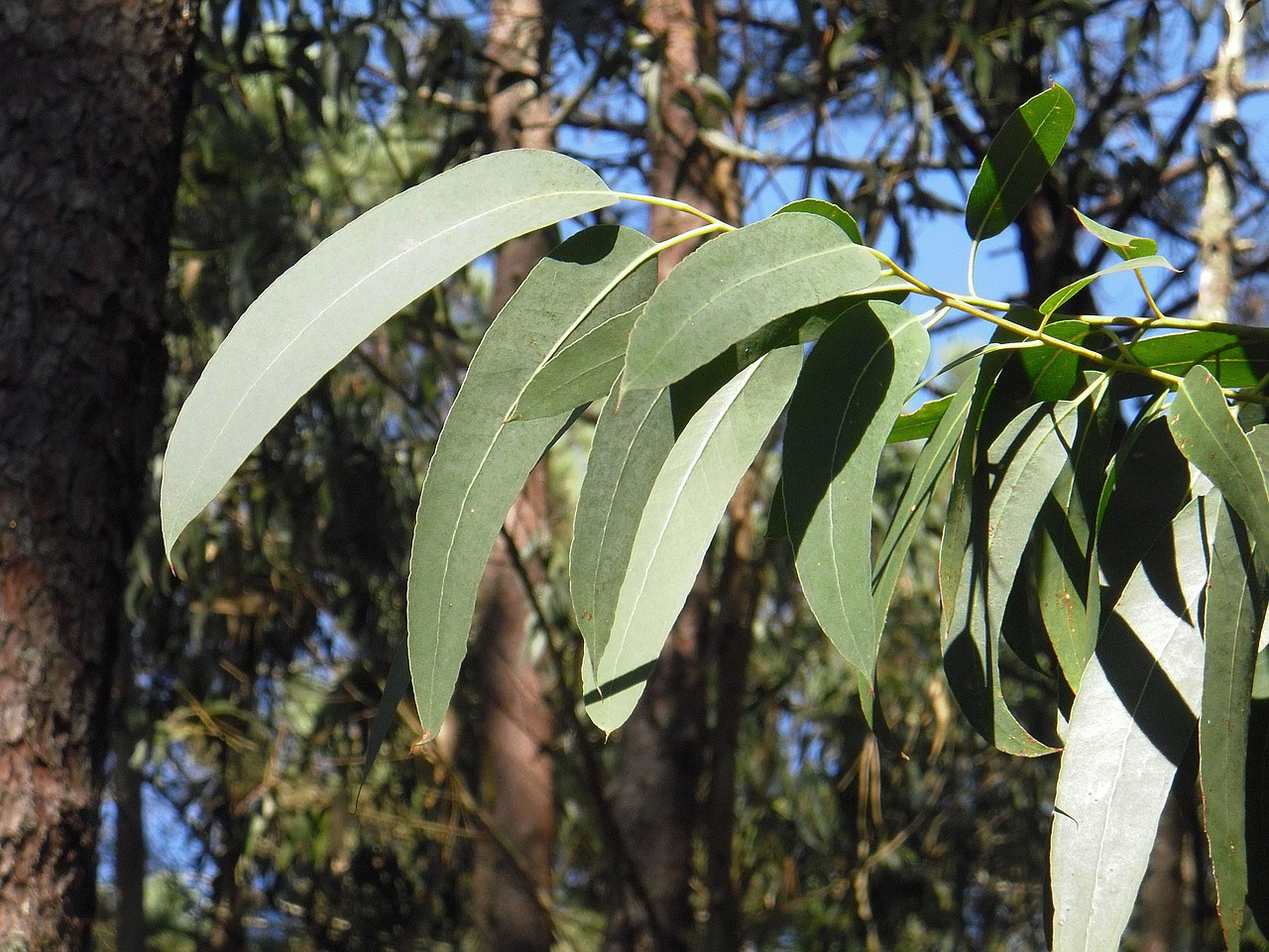 eucalyptus gdf219eb52 1280 eucalyptus